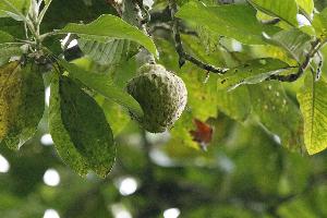 Erfolge beim Magnolien-Schutz in Ecuador